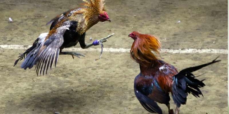 Giao diện với hiệu ứng bắt mắt và tối ưu cách dùng